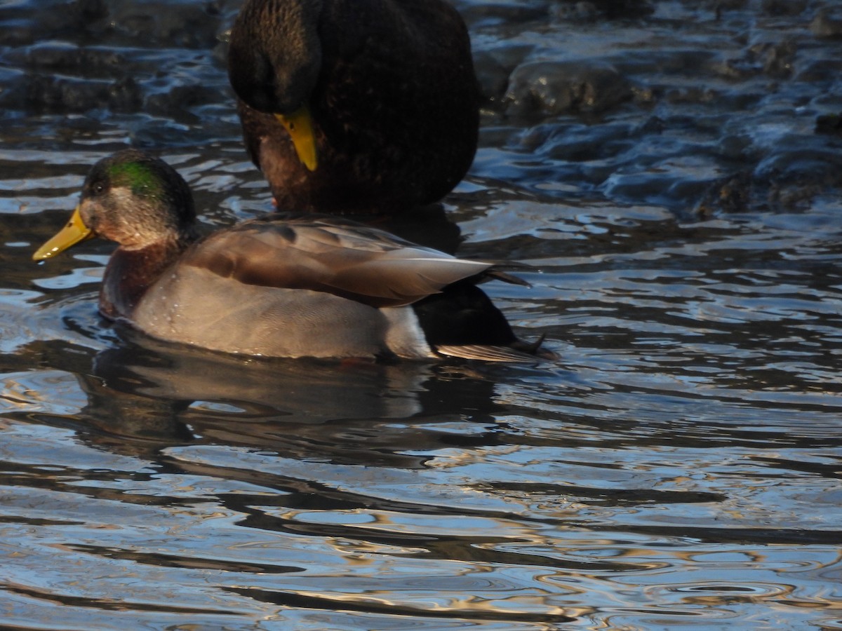 Mallard x American Black Duck (hybrid) - Philip Edmundson