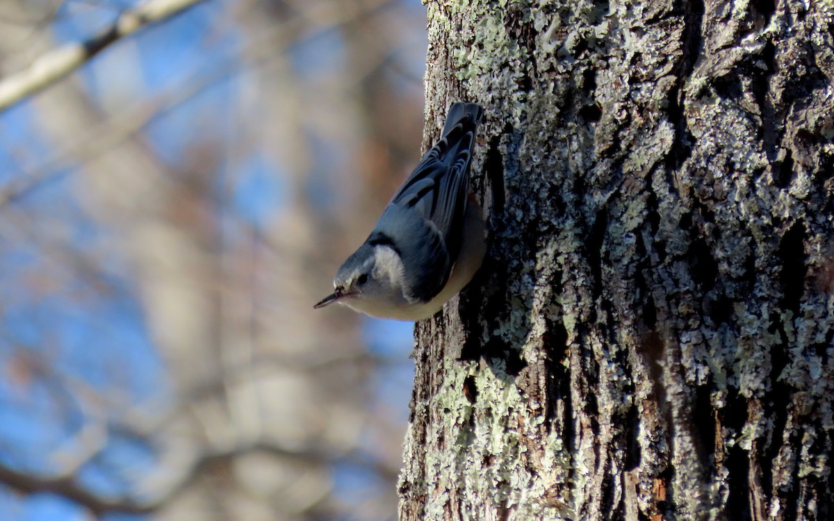 White-breasted Nuthatch - ML612242976