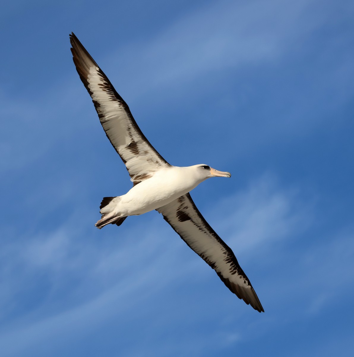 Laysan Albatross - ML612243020
