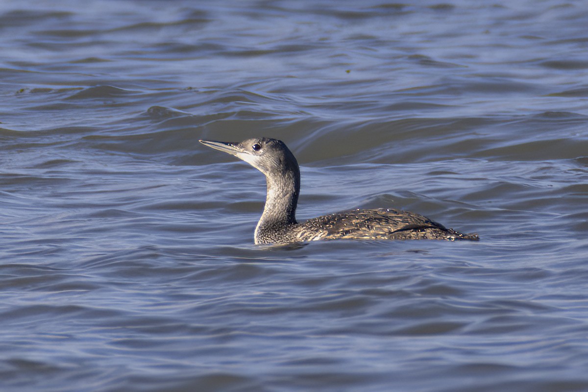 Red-throated Loon - ML612243101