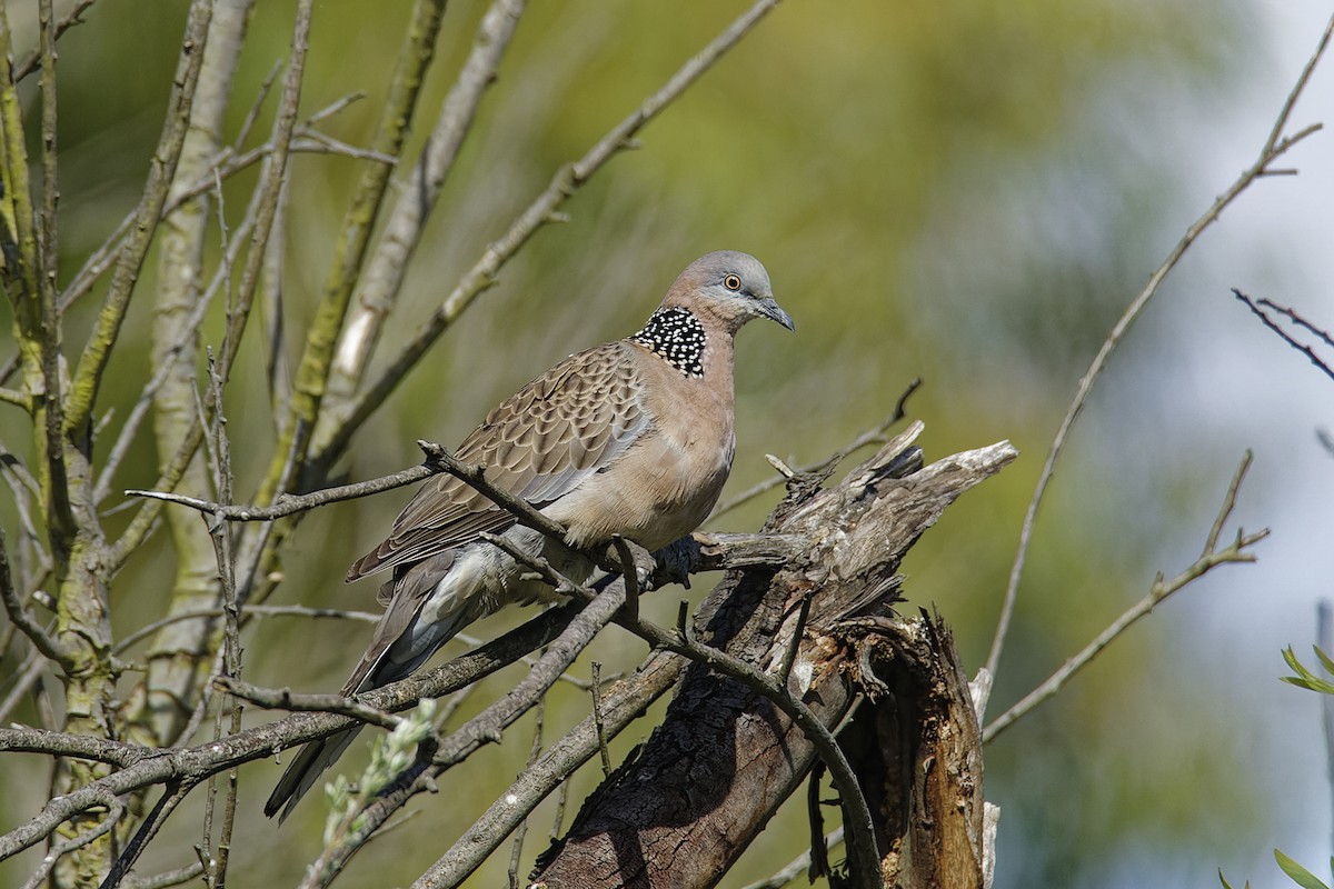 Spotted Dove - ML612243417