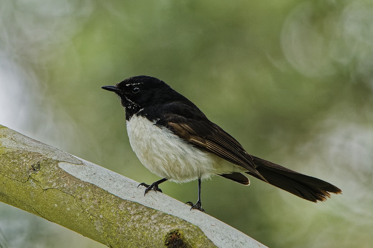 Willie-wagtail - ML612243456