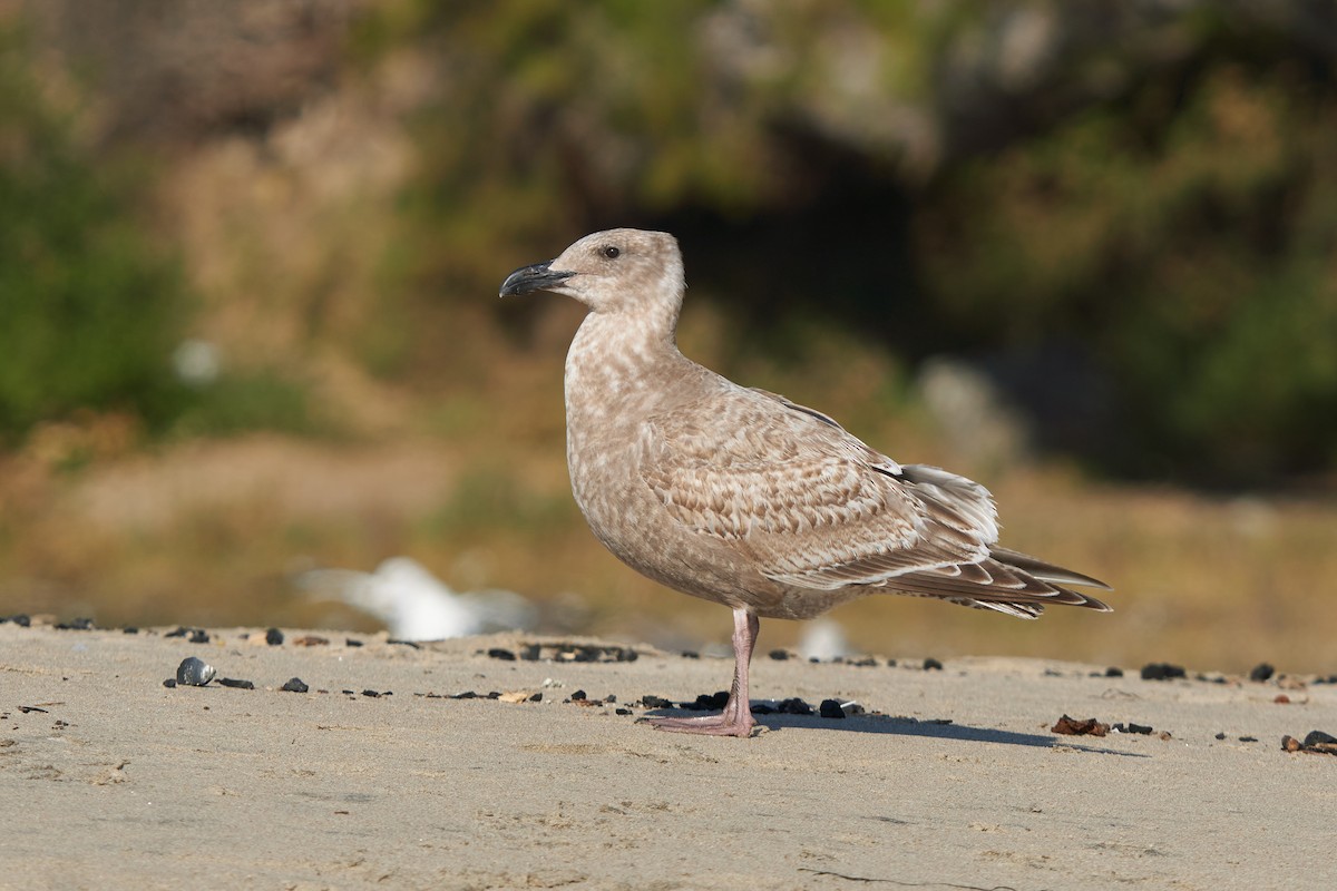 Western x Glaucous-winged Gull (hybrid) - Grigory Heaton