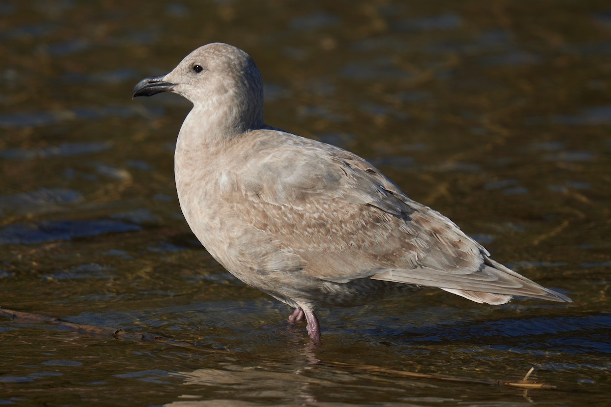 Glaucous-winged Gull - Grigory Heaton