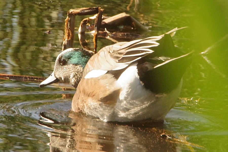 eBird Checklist - 14 Dec 2023 - Sweetwater Wetlands - 12 species (+2 ...