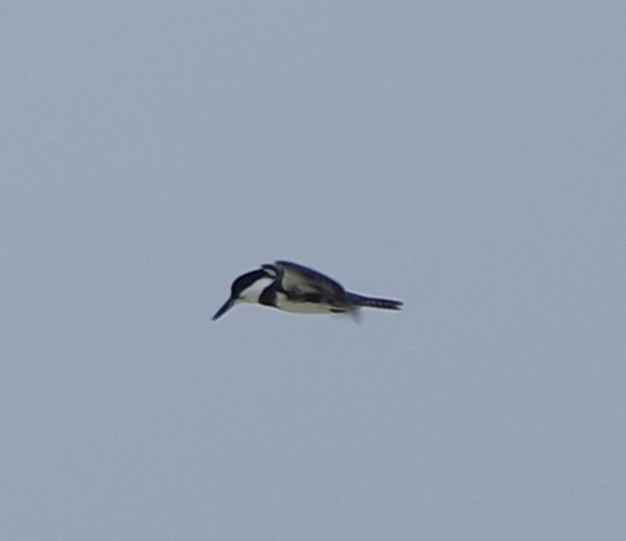 Belted Kingfisher - ML612243646