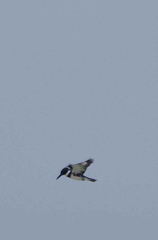 Belted Kingfisher - ML612243647
