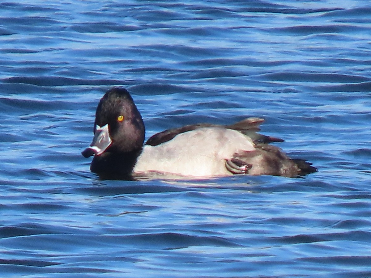 Ring-necked Duck - ML612244979