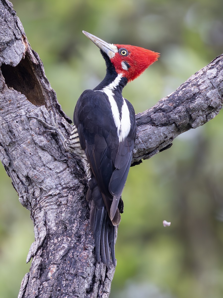 Crimson-crested Woodpecker - Peter Kondrashov