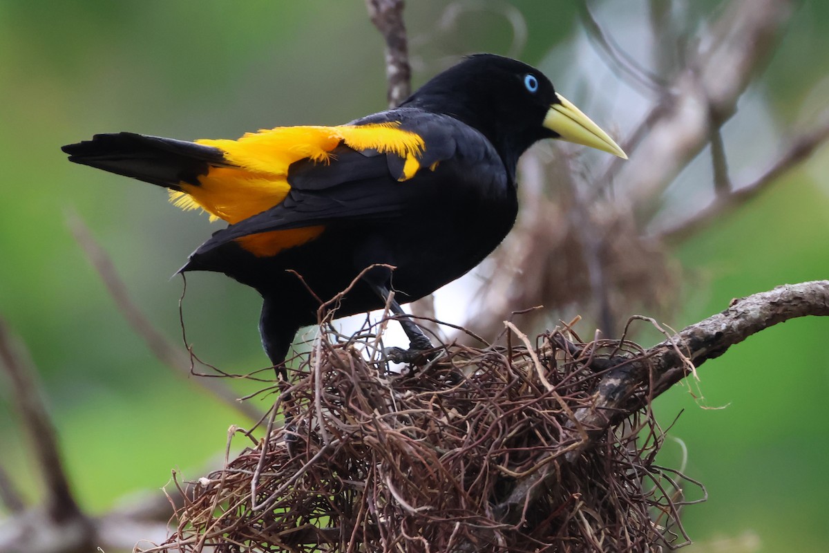 Yellow-rumped Cacique - ML612245451