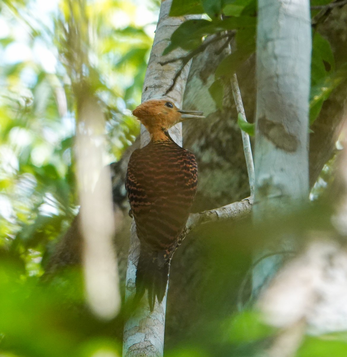 Ringed Woodpecker (Atlantic Black-breasted) - ML612245589