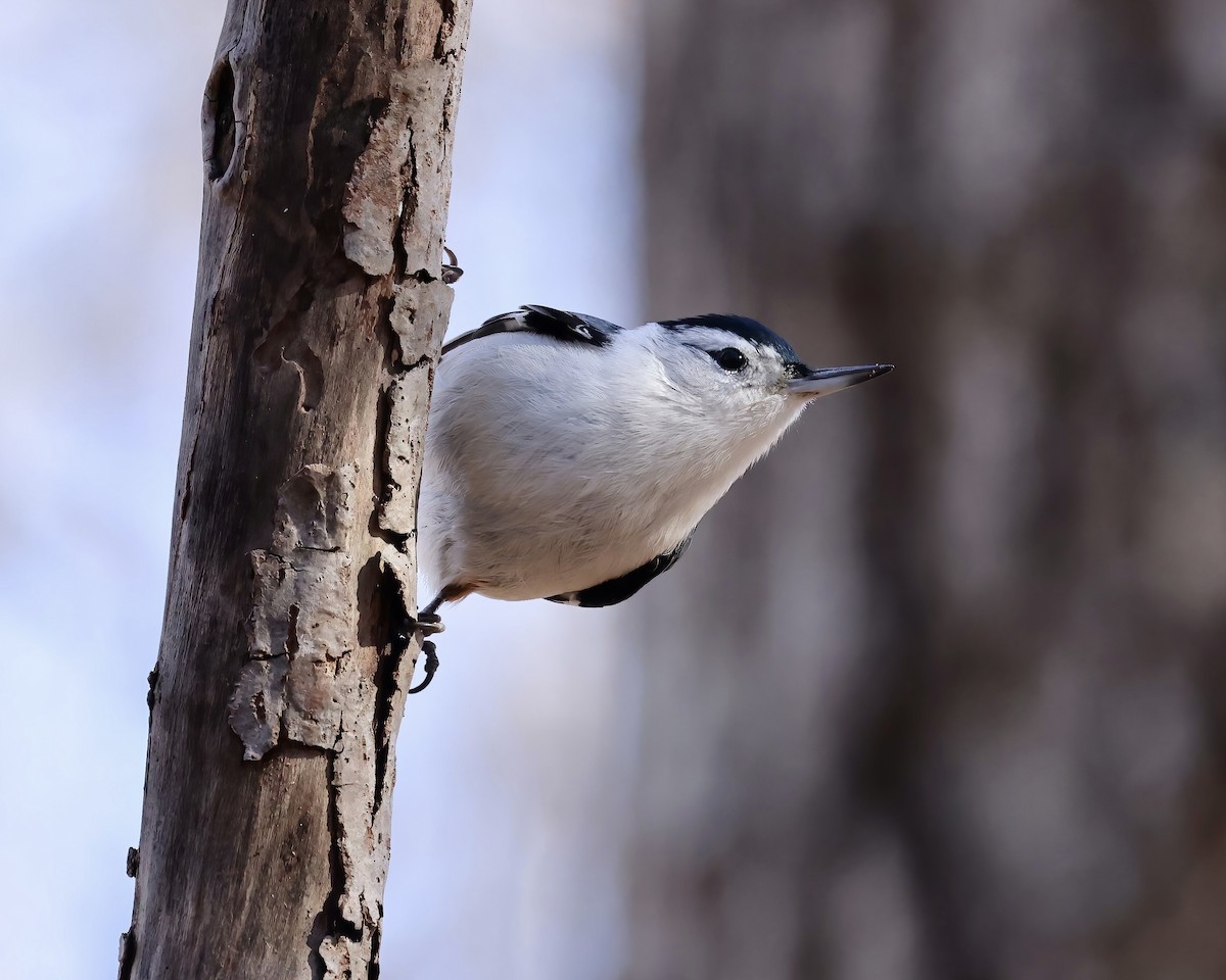 White-breasted Nuthatch - ML612245602
