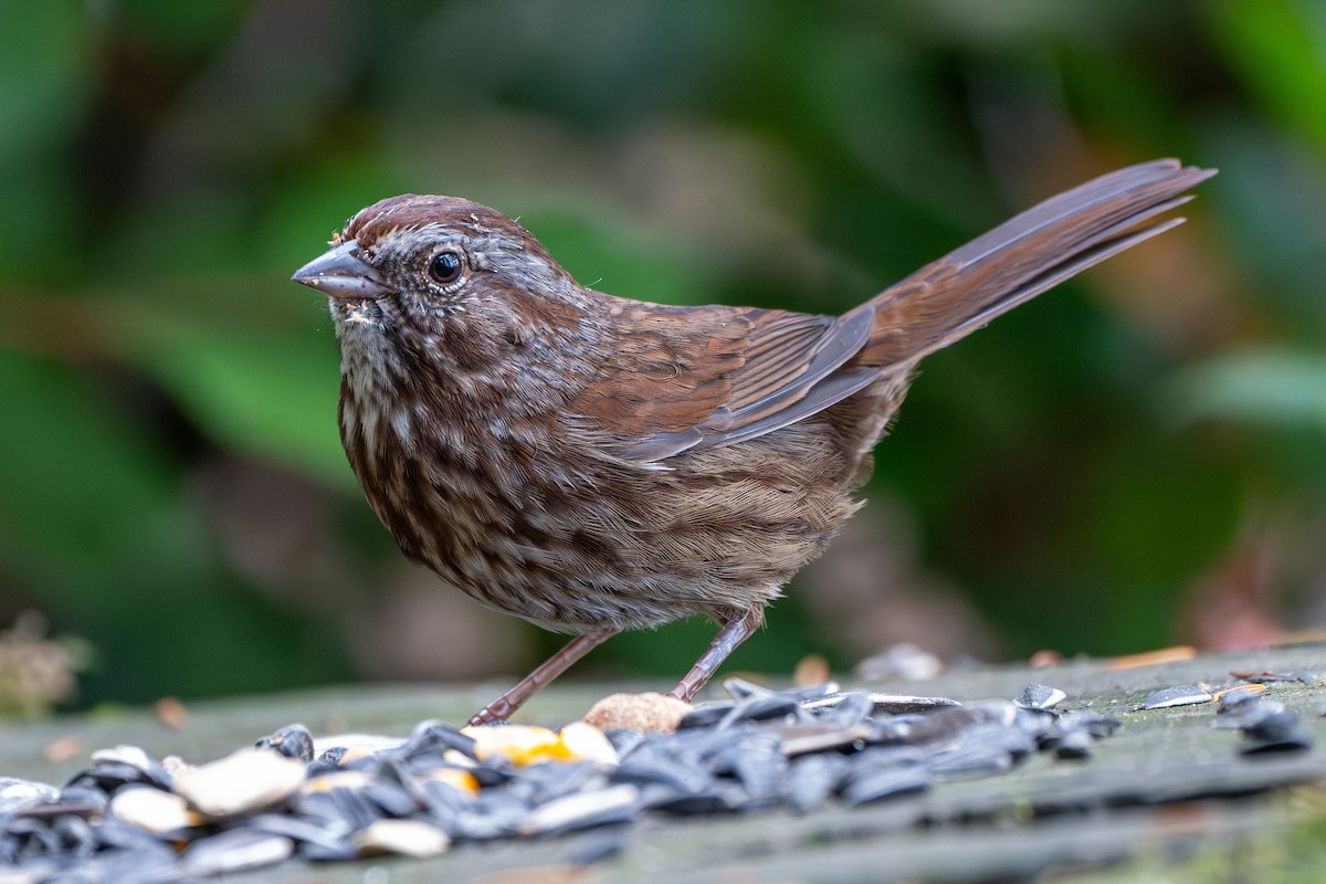 Song Sparrow - Breck Haining