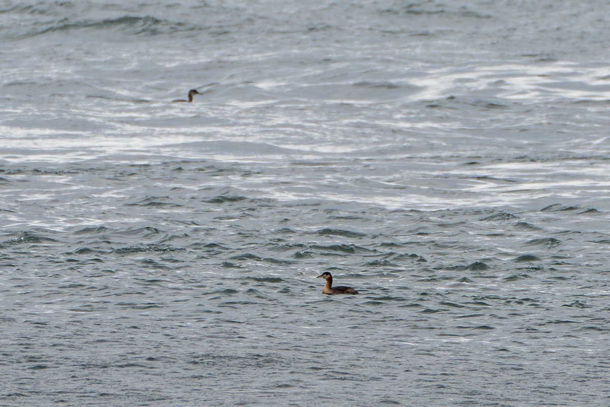 Red-necked Grebe - ML612245730