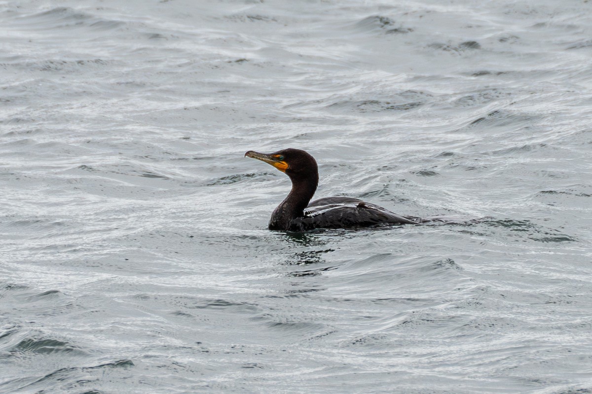 Double-crested Cormorant - Breck Haining