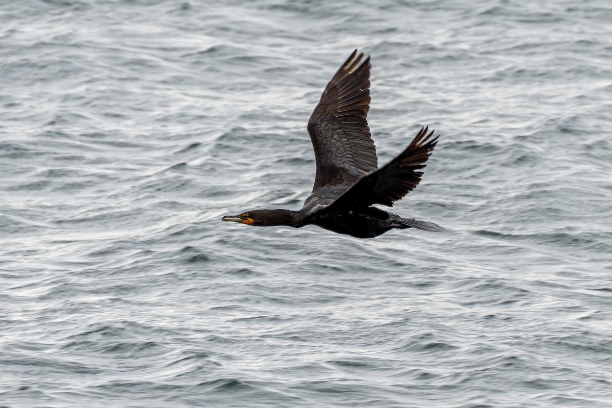 Double-crested Cormorant - Breck Haining