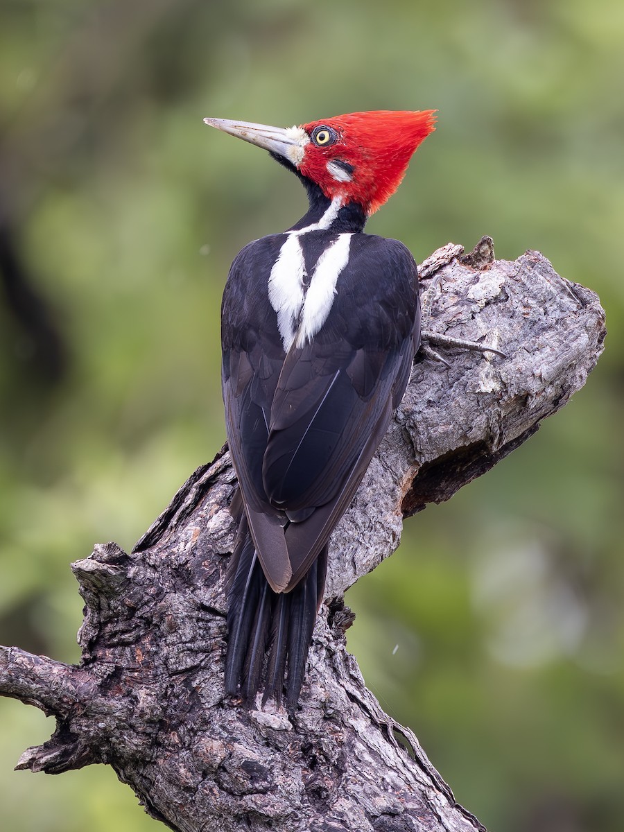 Crimson-crested Woodpecker - Peter Kondrashov