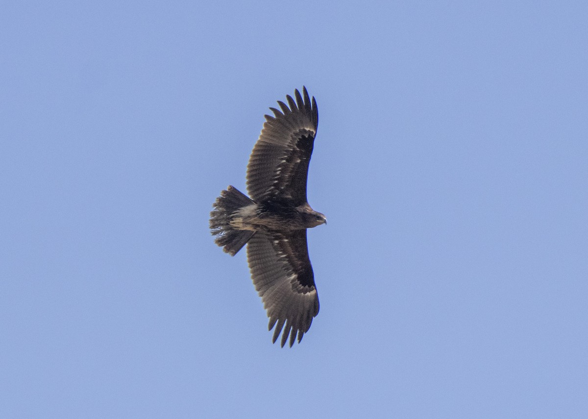 Greater Spotted Eagle - Ali Mousavi