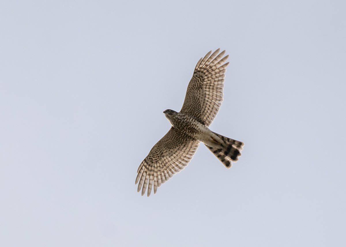 Eurasian Sparrowhawk - ML612245920