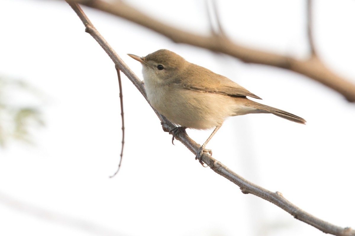 Booted Warbler - ML612246558