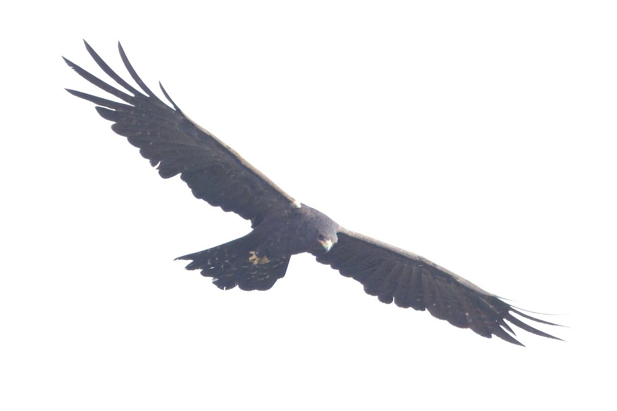 Black Eagle - ML612246905