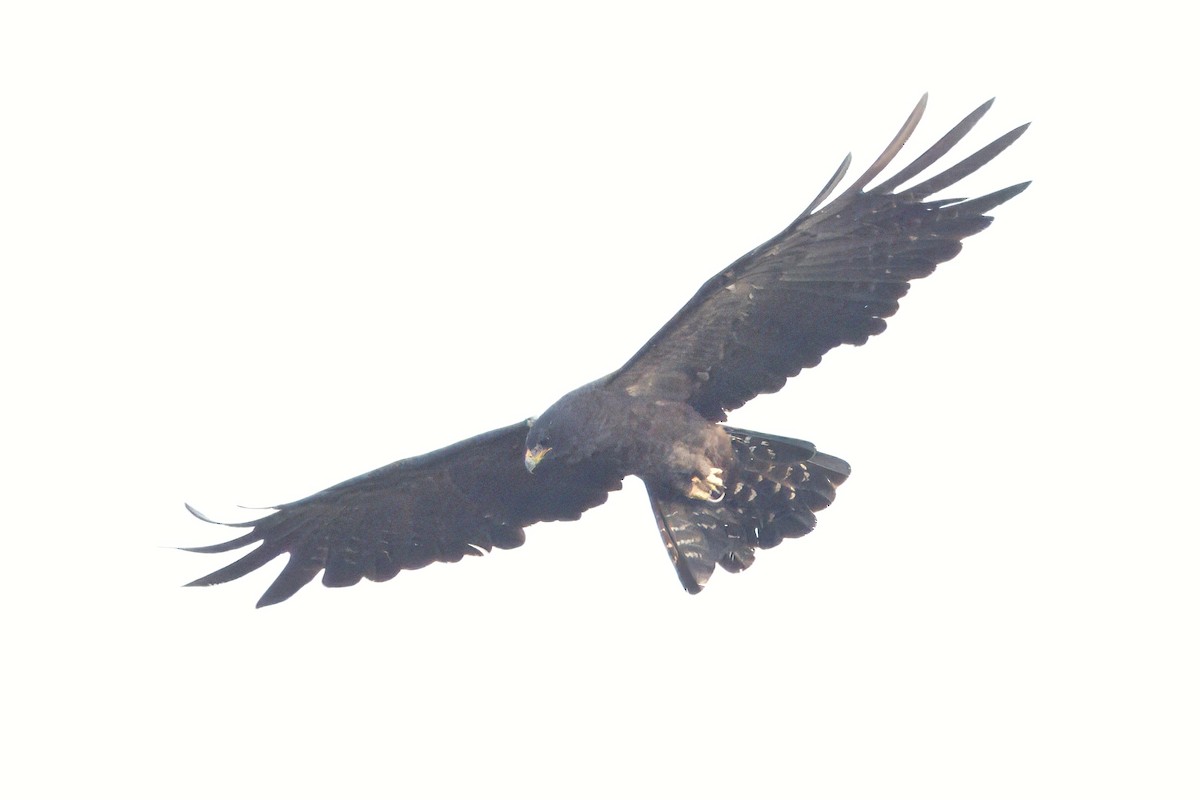 Black Eagle - ML612246938