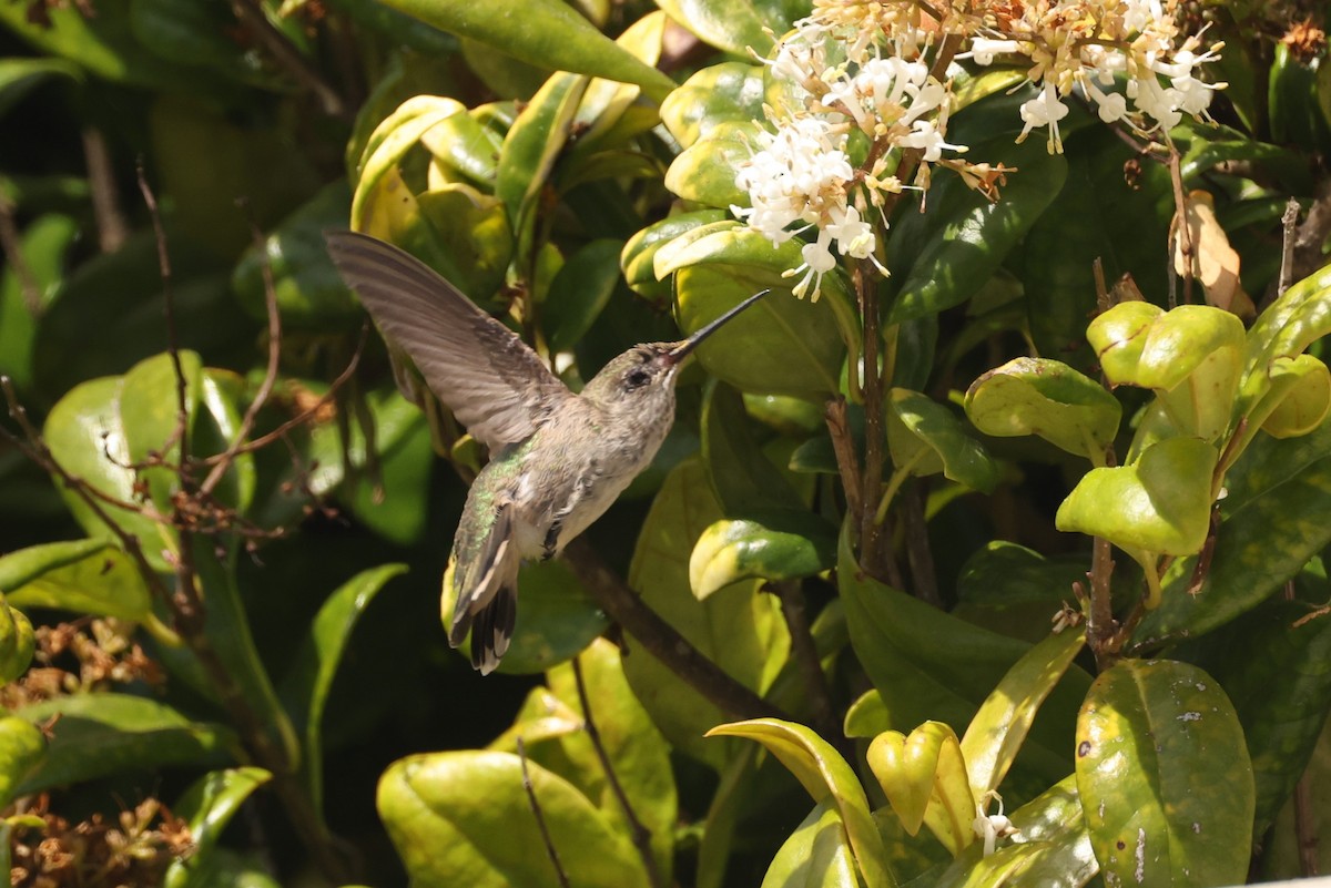 Anna's Hummingbird - ML612247182