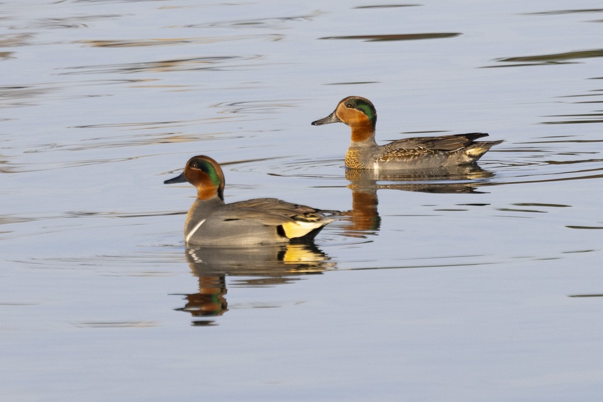 Green-winged Teal - ML612247522