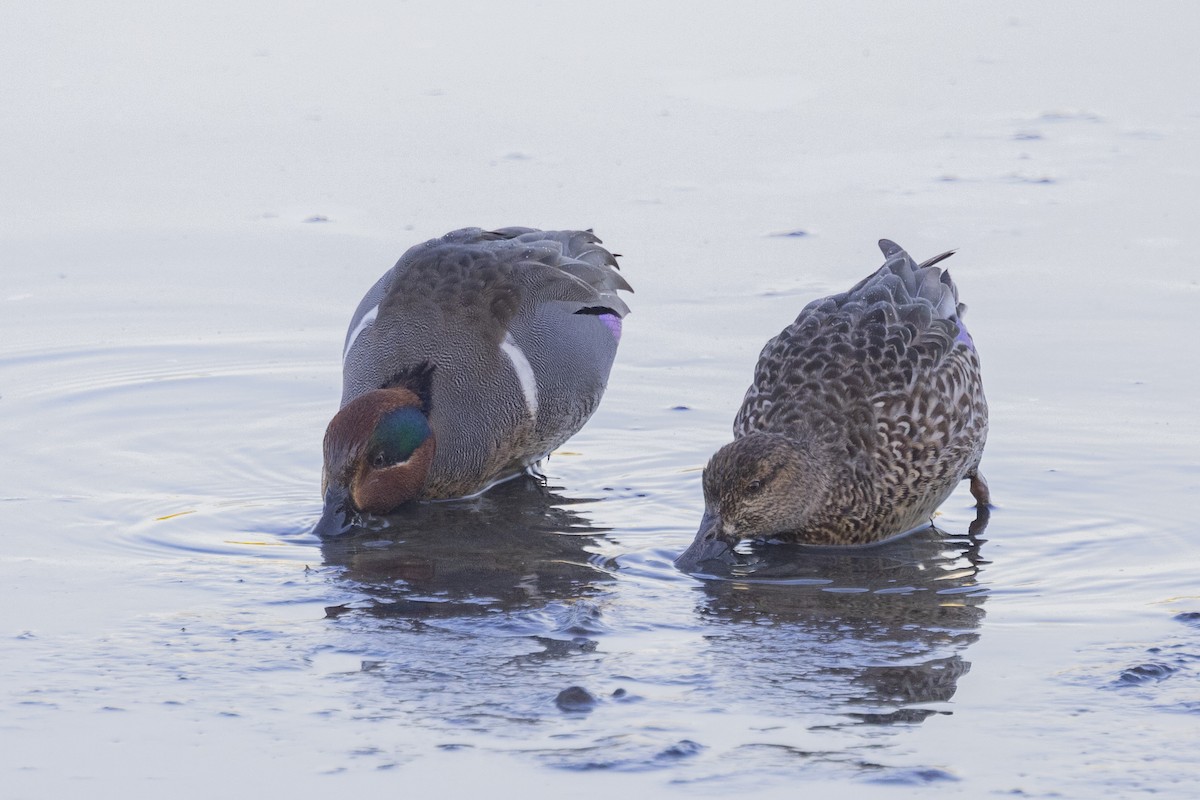 Green-winged Teal - ML612247524