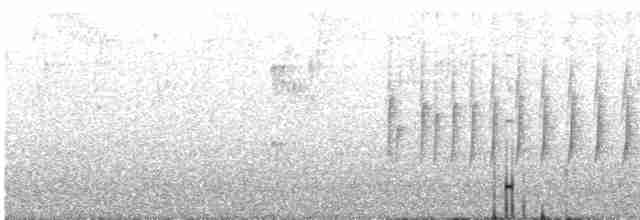 Тиранчик-довгохвіст білогорлий - ML612247606
