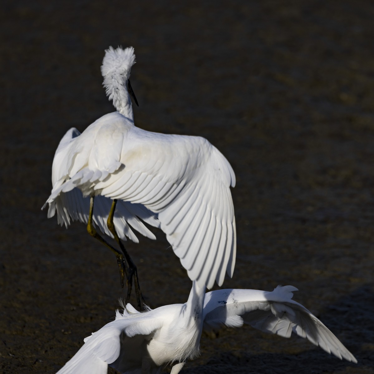 Snowy Egret - ML612247704