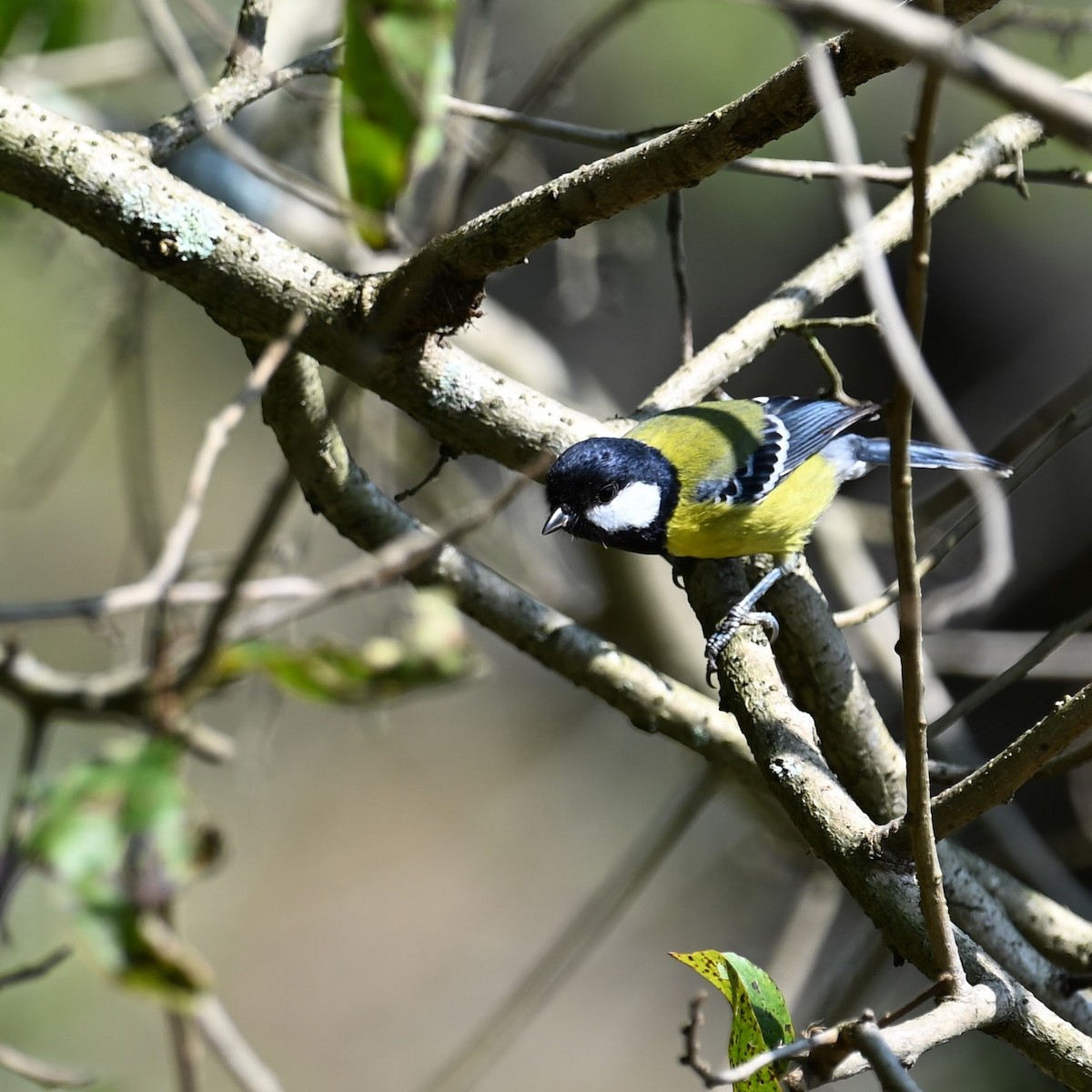 Green-backed Tit - ML612247722
