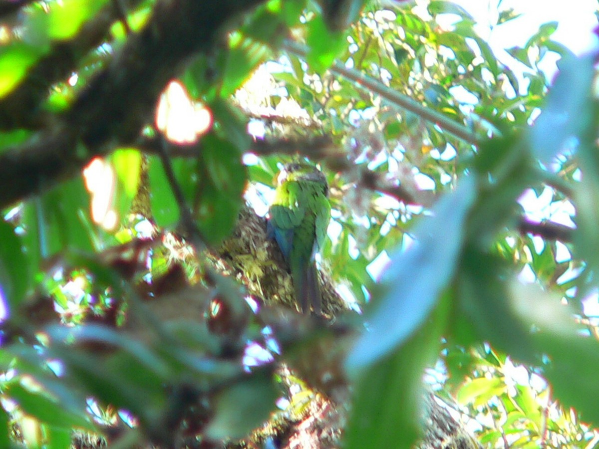 Black-capped Parakeet - Charley Hesse TROPICAL BIRDING