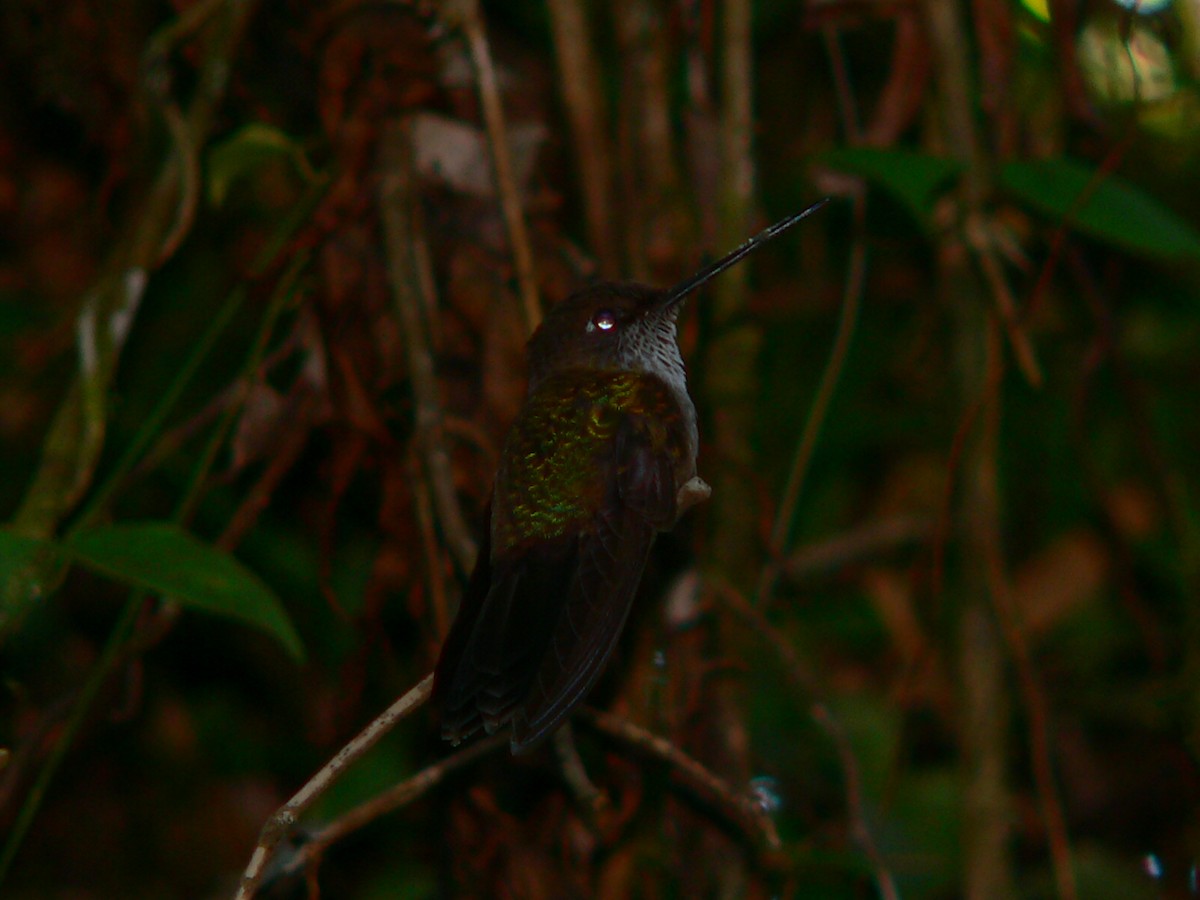 Many-spotted Hummingbird - ML612247787