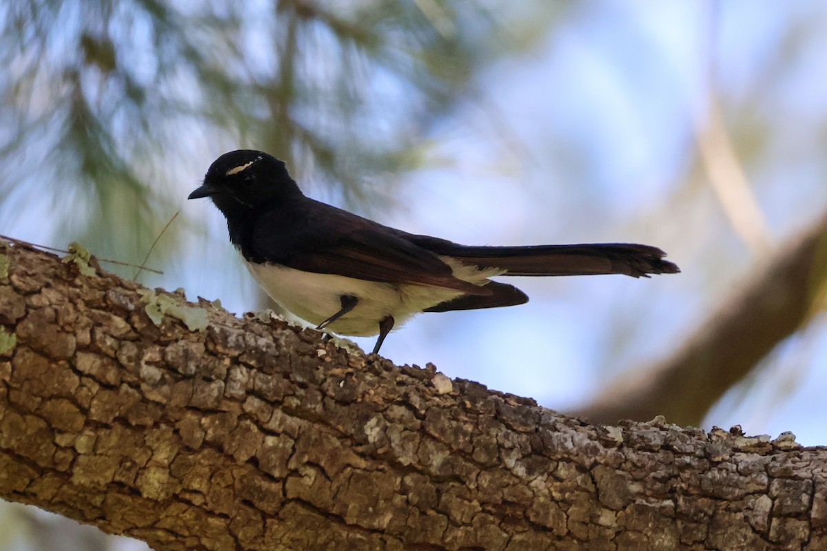 Willie-wagtail - ML612247788