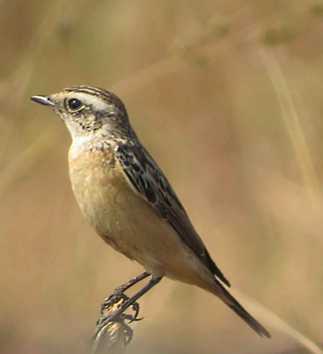 Whinchat - ML612247848