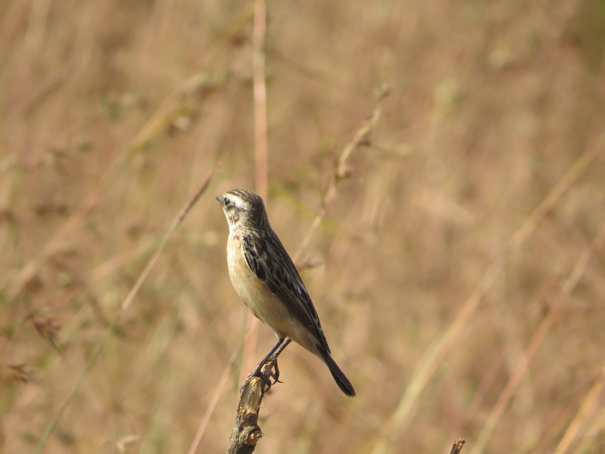 Whinchat - ML612247865
