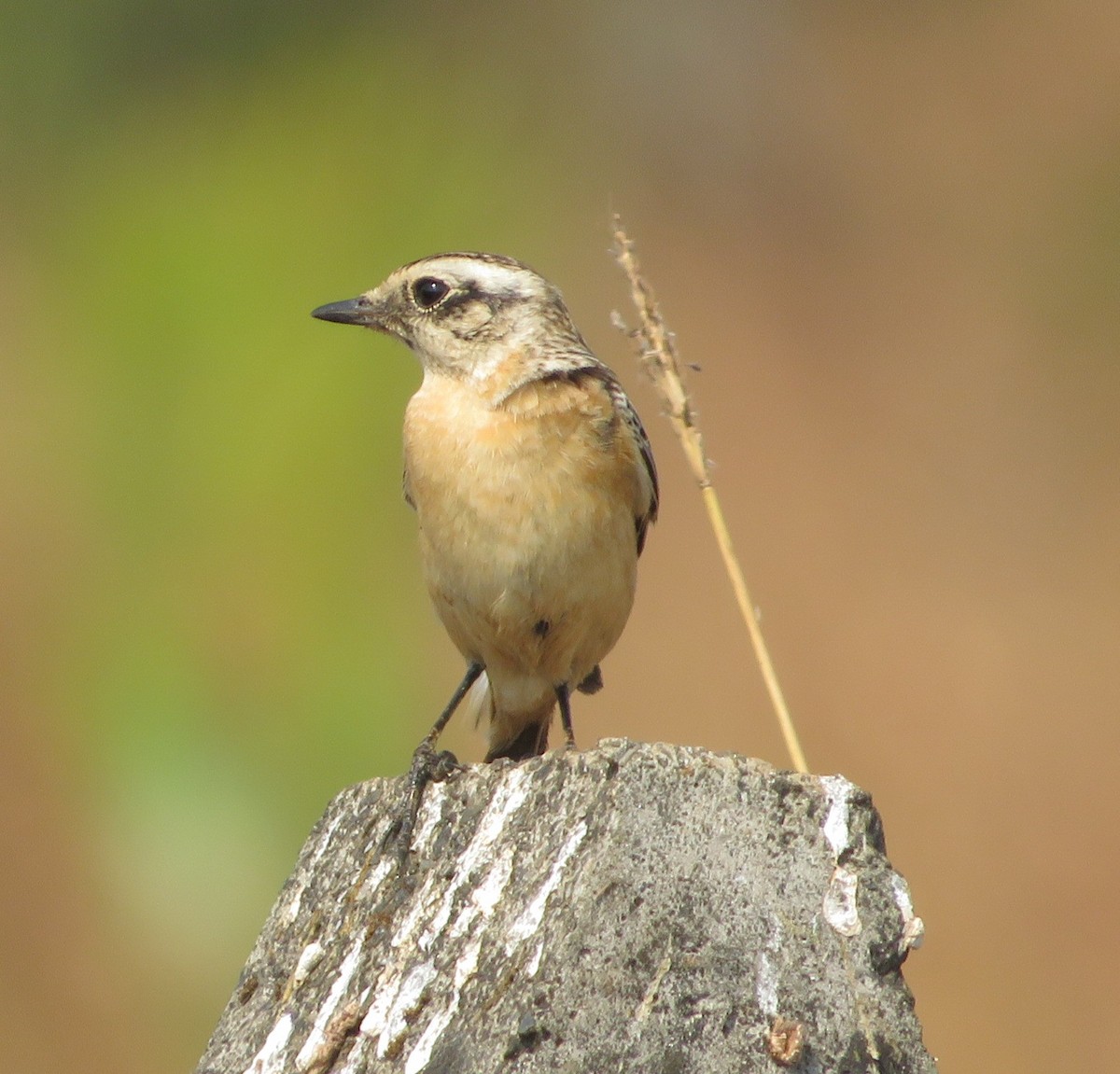Whinchat - ML612247882