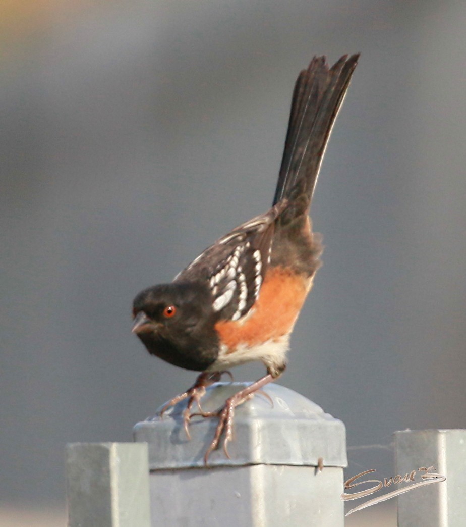 Spotted Towhee - ML612248127