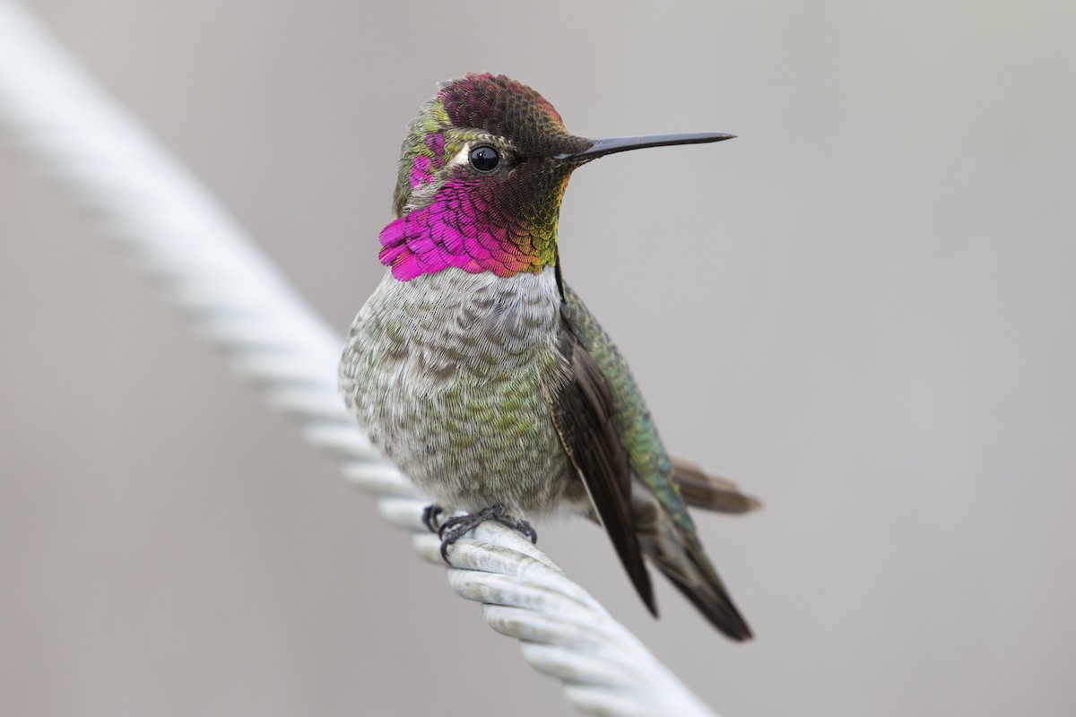 Anna's Hummingbird - ML612248139