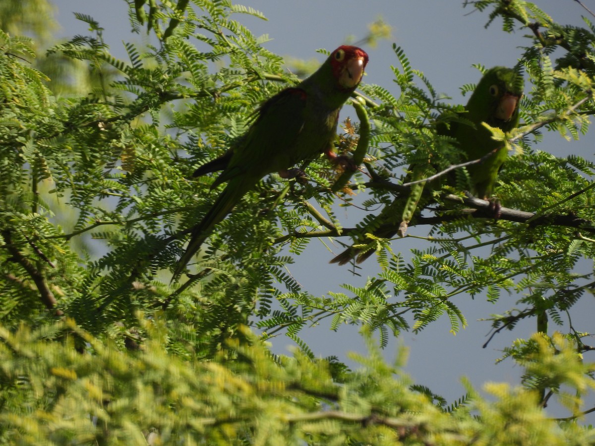Red-masked Parakeet - ML612249308