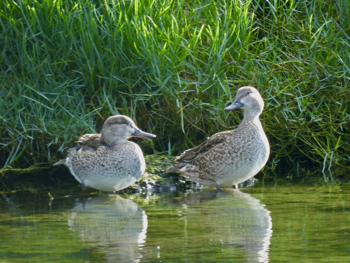Green-winged Teal - ML612249485