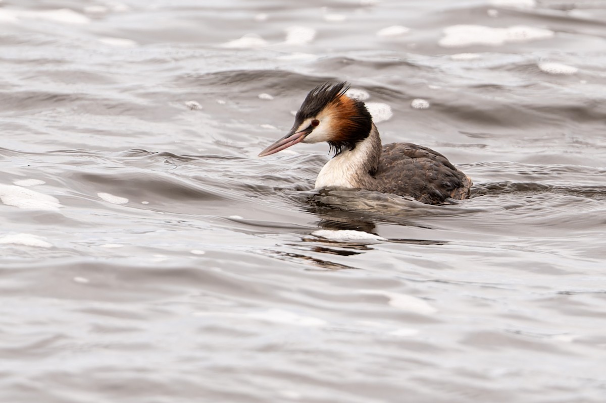 Great Crested Grebe - ML612249530