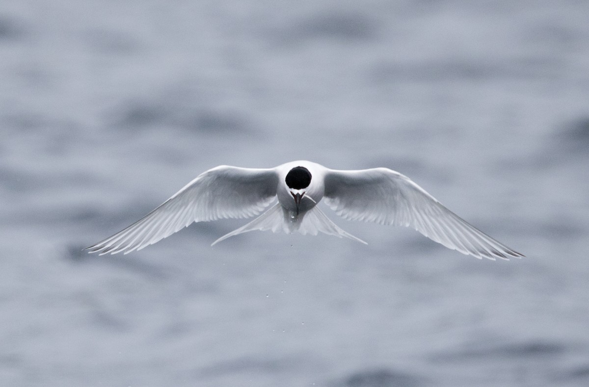 White-fronted Tern - ML612249575