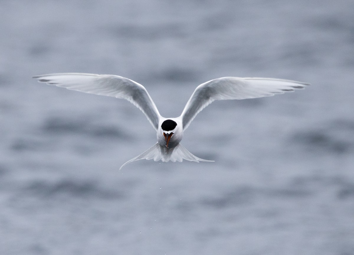 White-fronted Tern - ML612249576