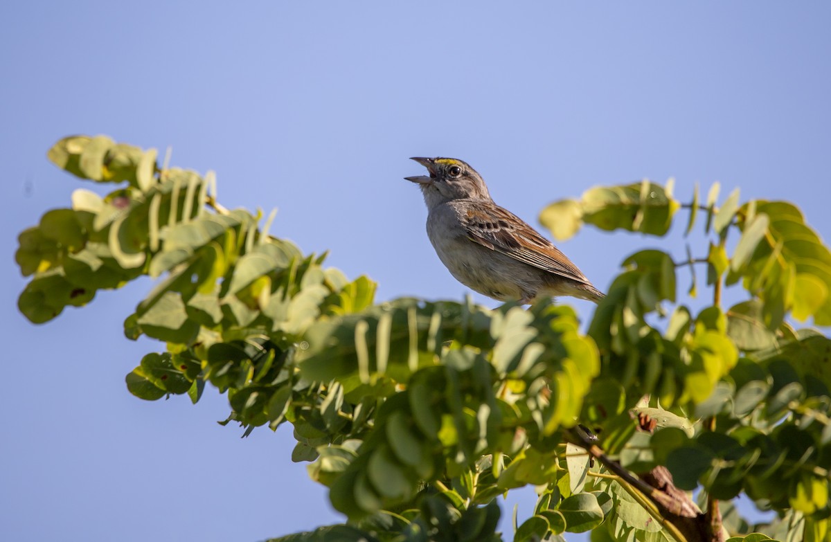Grassland Sparrow - ML612249601