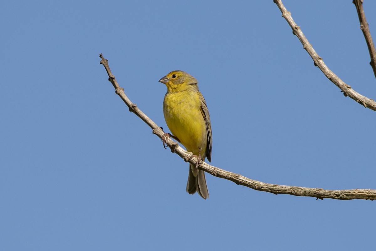 Grassland Yellow-Finch - ML612249706
