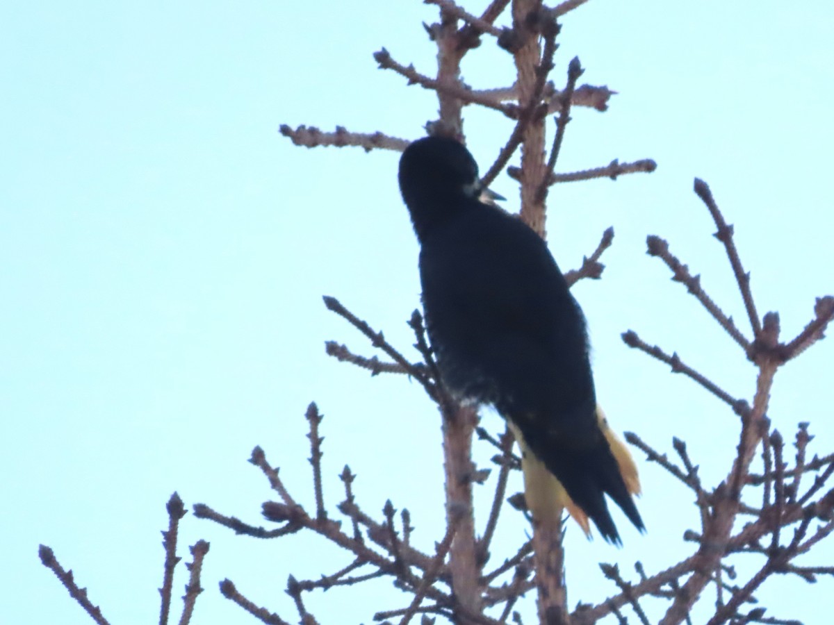 Black-backed Woodpecker - ML612249909