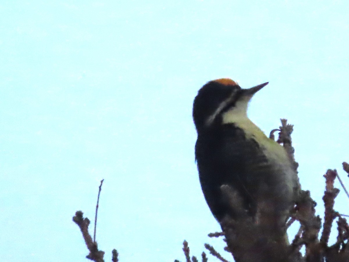 Black-backed Woodpecker - ML612249910