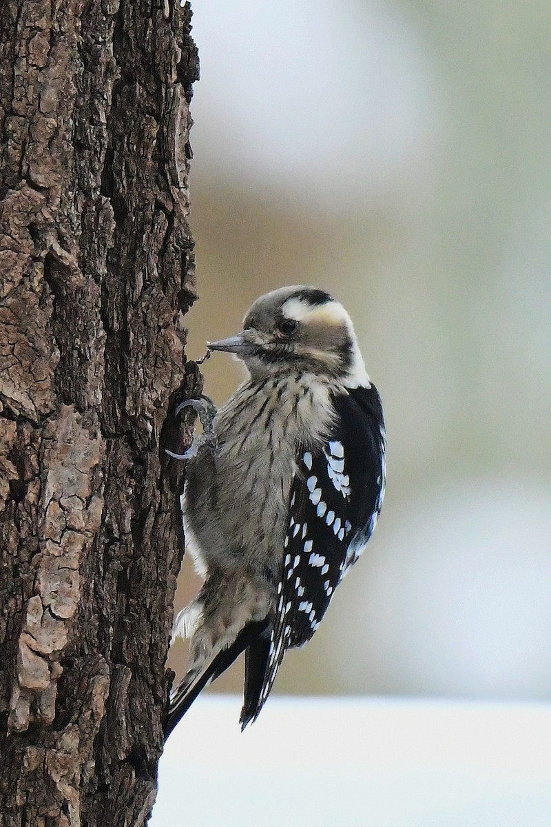 Gray-capped Pygmy Woodpecker - xiaobo wang